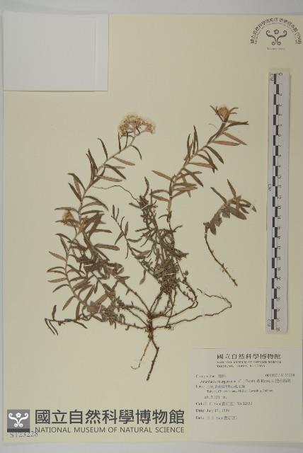 抱莖籟簫藏品圖，第1張