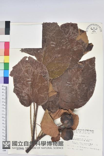 廣東油桐、皺桐藏品圖，第1張