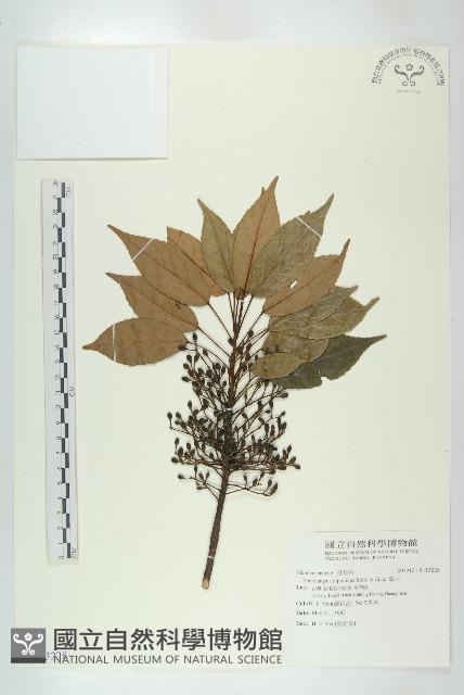 薯豆藏品圖，第1張