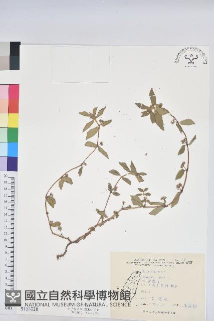 乳仔草藏品圖，第1張