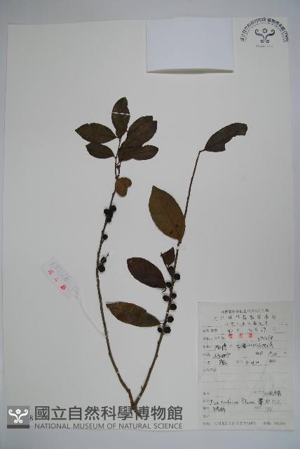 三花冬青藏品圖，第1張