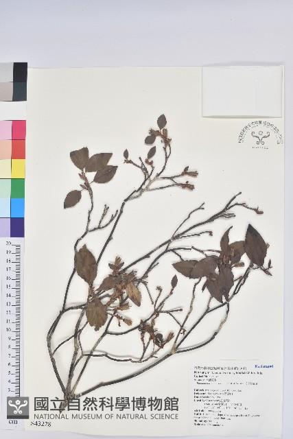 守城滿山紅、馬禮士杜鵑藏品圖，第1張