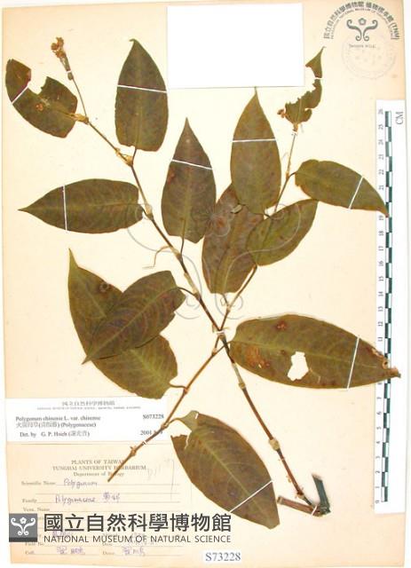 火炭母草、清飯藤藏品圖，第1張