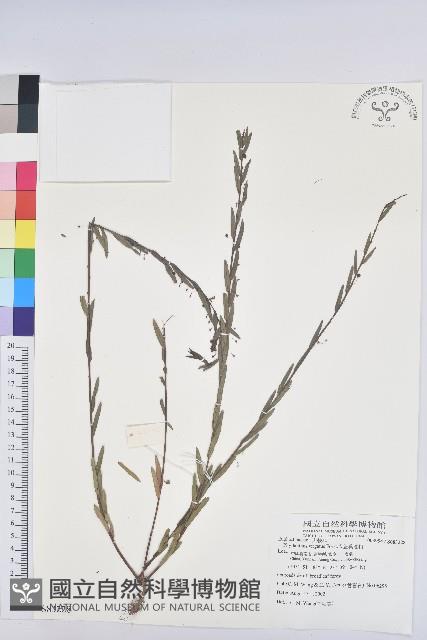 擬葉下珠、細葉油柑藏品圖，第1張