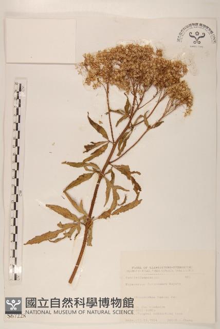 臺灣澤蘭藏品圖，第1張