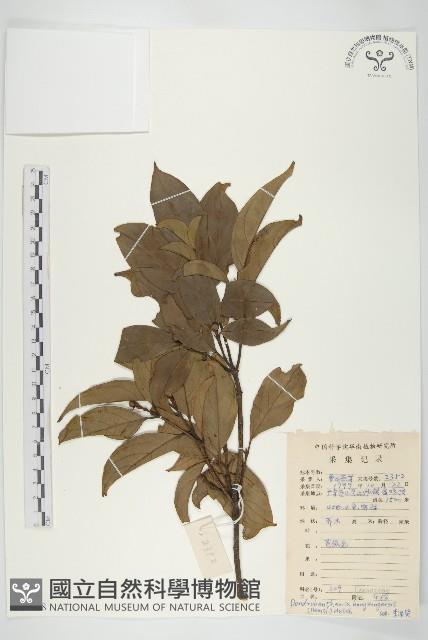 香港四照花藏品圖，第1張