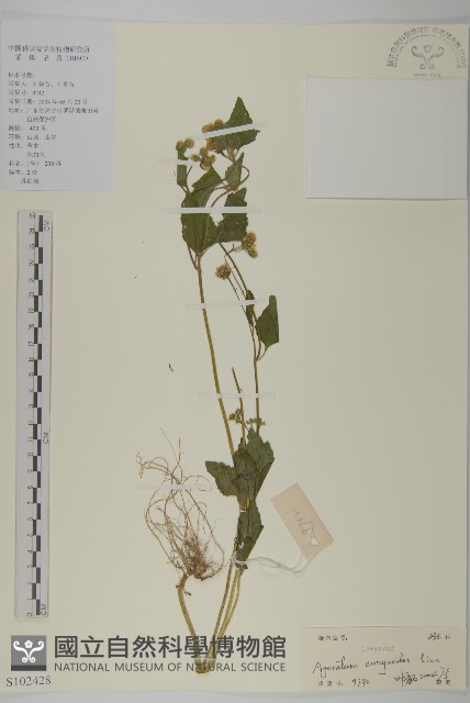 霍香薊藏品圖，第1張