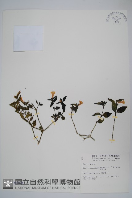 蘆利草藏品圖，第1張