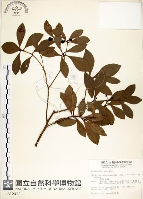 恆春楨楠藏品圖，第1張