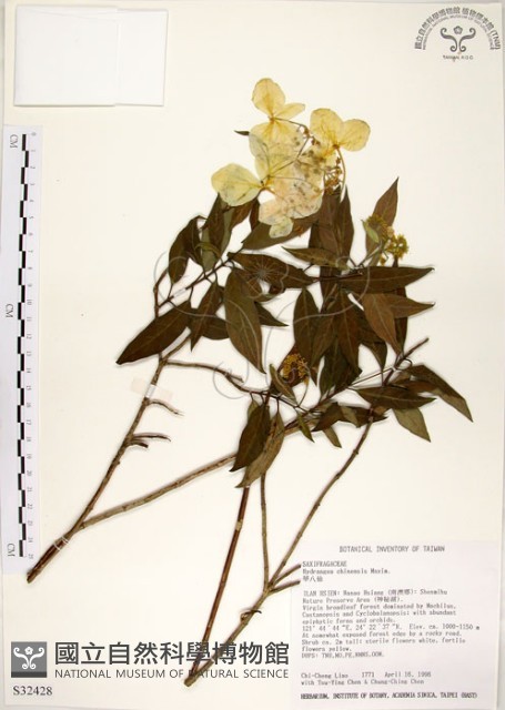 華八仙藏品圖，第1張