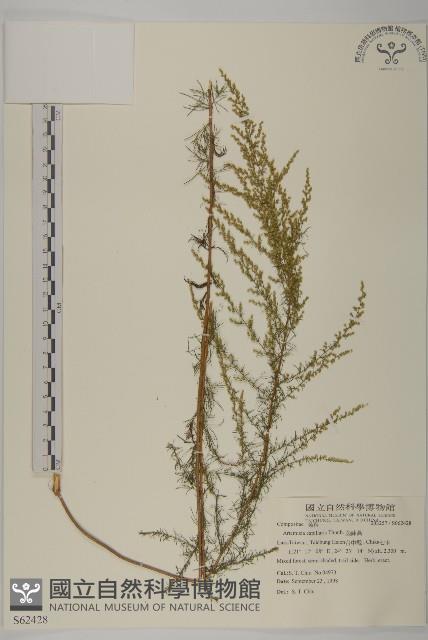 茵蔯蒿藏品圖，第1張