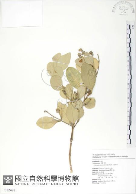 Black mangrove Collection Image