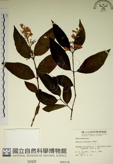大葉溲疏藏品圖，第1張