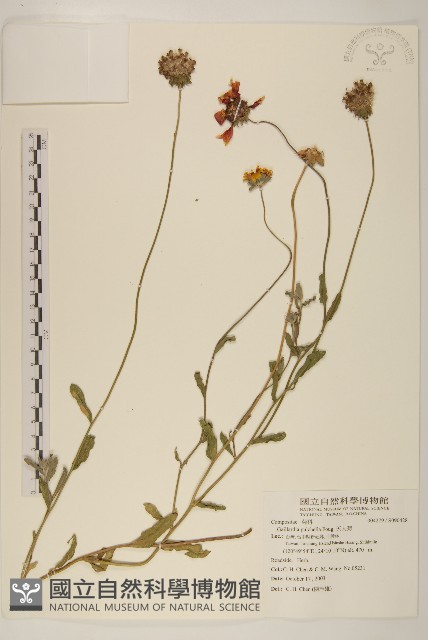 天人菊藏品圖，第1張