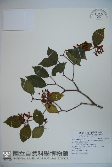 紅子莢迷藏品圖，第1張