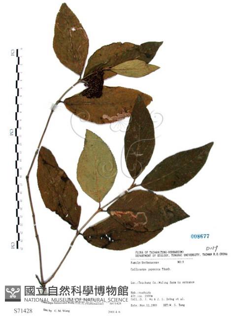 杜虹花，台灣紫珠藏品圖，第1張