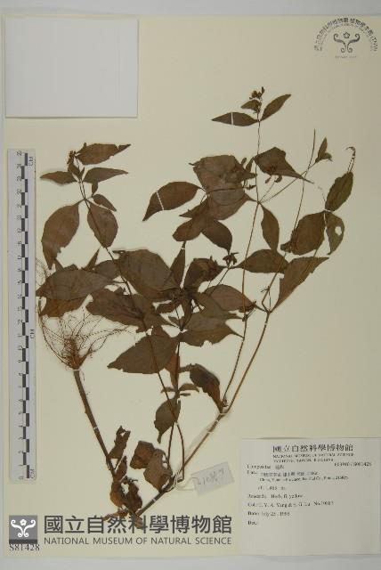 登錄號:S081428藏品圖，第1張