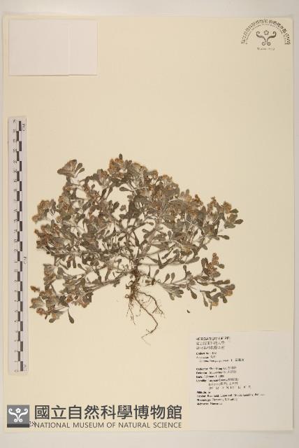 鼠麴舅藏品圖，第1張