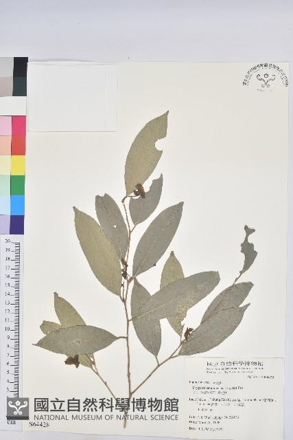 交力坪鐵色藏品圖，第1張