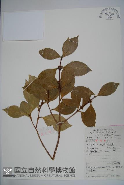 厚葉冬青藏品圖，第1張