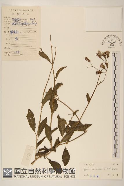 平臥三七草藏品圖，第1張