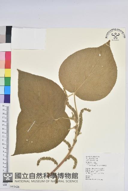 紅花鐵莧、長穗鐵莧藏品圖，第1張