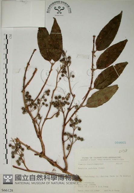 大葉溲疏藏品圖，第1張