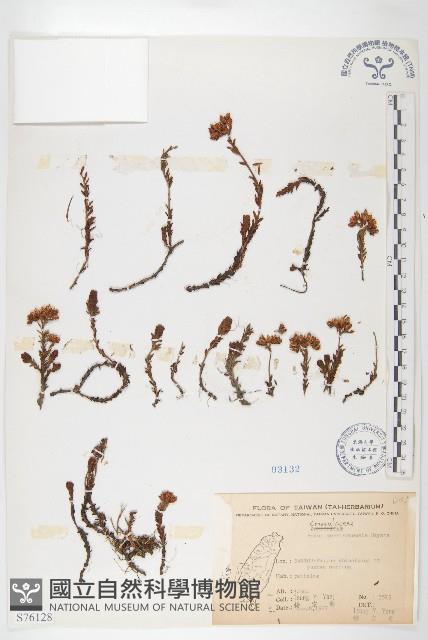 玉山佛甲草藏品圖，第1張