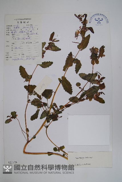 耳葉鳳仙花藏品圖，第1張