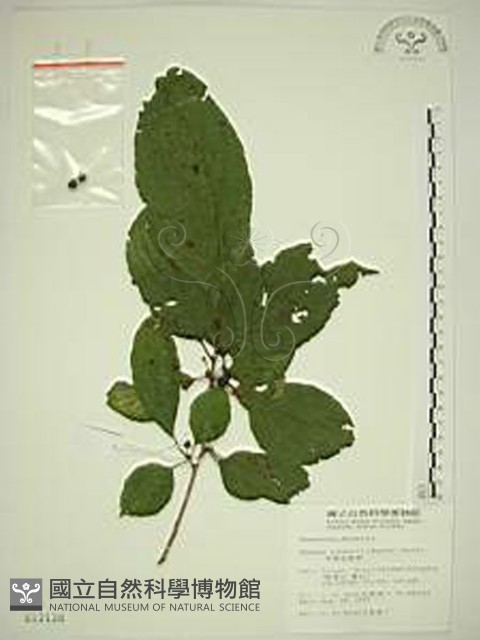中原氏鼠李藏品圖，第1張