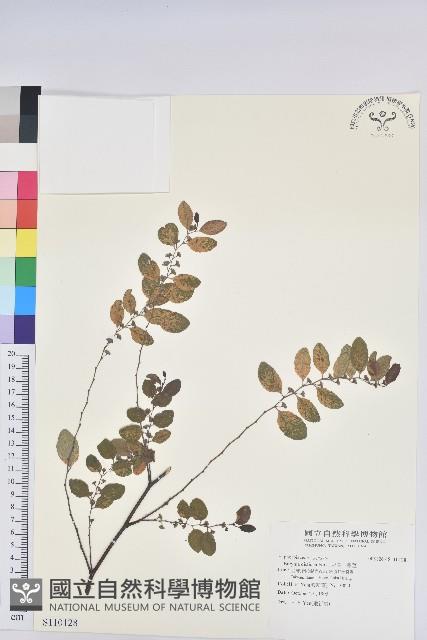 彩葉山漆莖藏品圖，第1張