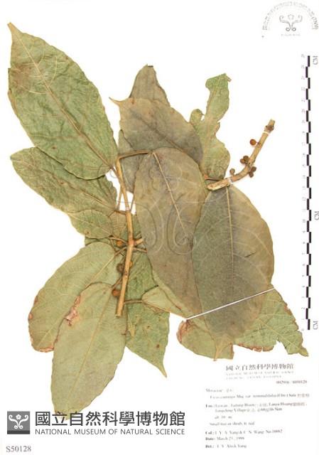 對葉榕藏品圖，第1張