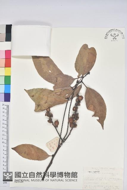 橿葉柯藏品圖，第1張