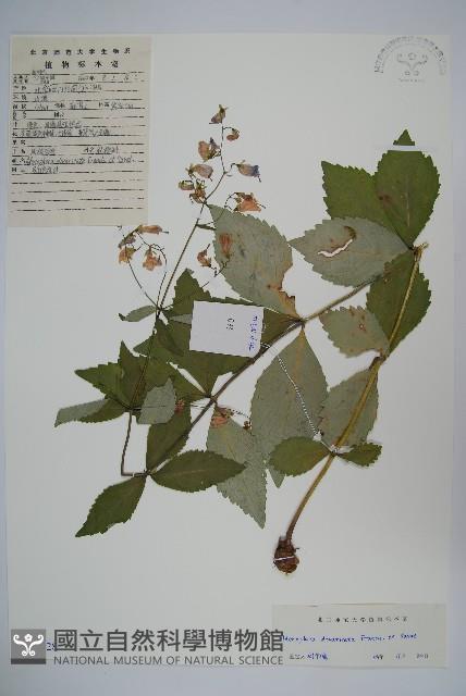 展枝沙參藏品圖，第1張