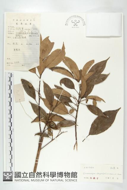 Accession Number:S041128 Collection Image, Figure 1, Total 3 Figures