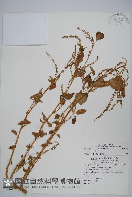 青莧藏品圖，第1張