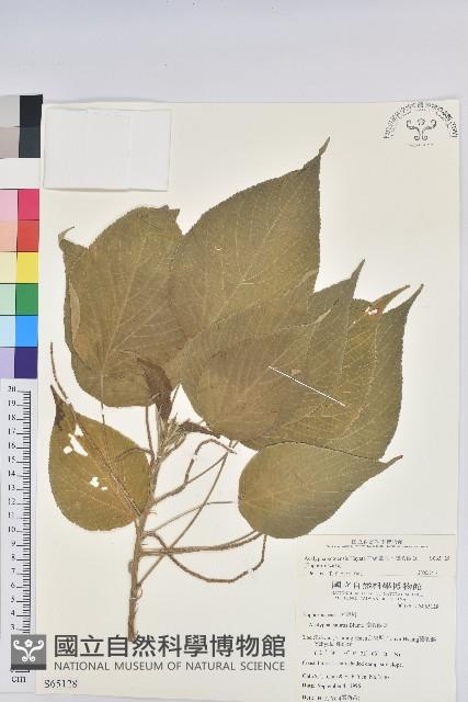 紅頭鐵莧、蘭嶼鐵莧藏品圖，第1張