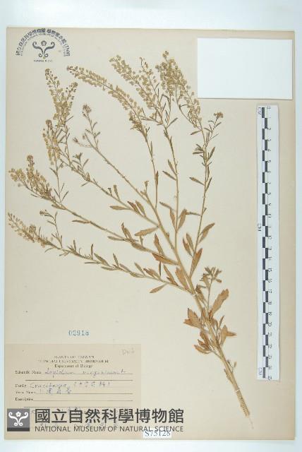 獨行菜藏品圖，第1張