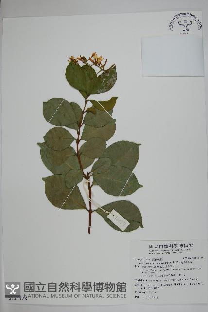 蘭嶼絡石藏品圖，第1張