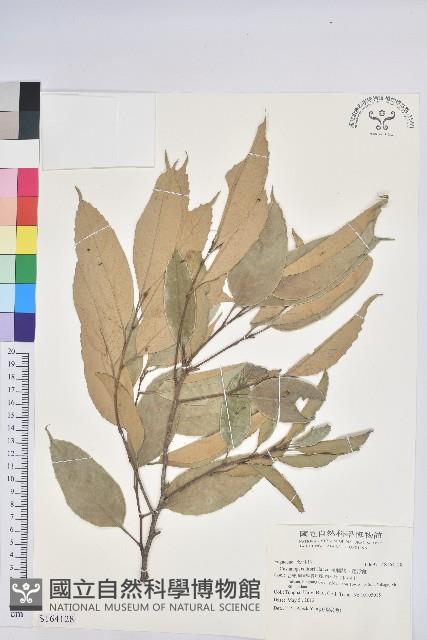 Short Spine Chinkapin Collection Image