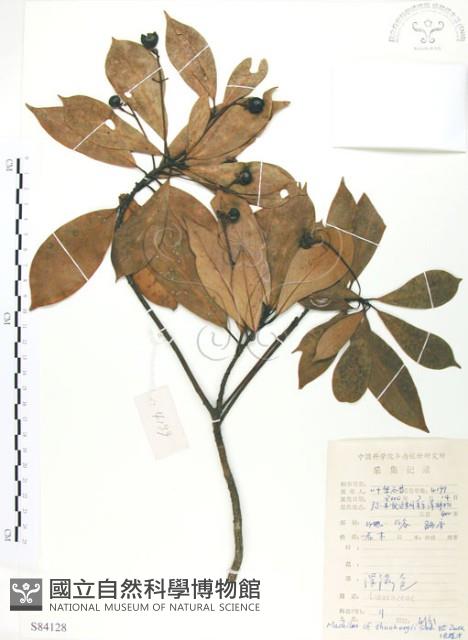 豬腳楠藏品圖，第1張