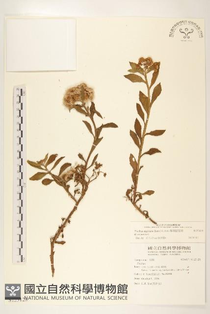 翼莖闊苞菊藏品圖，第1張