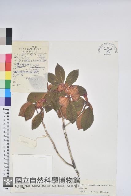 紅棕杜鵑藏品圖，第1張