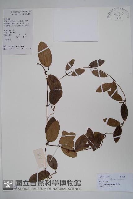 海島藤藏品圖，第1張