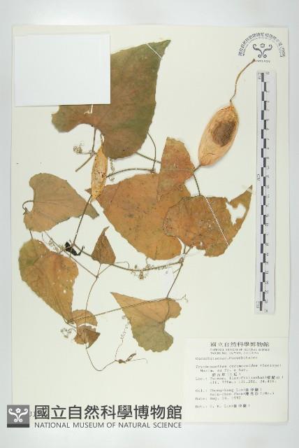 王瓜藏品圖，第1張