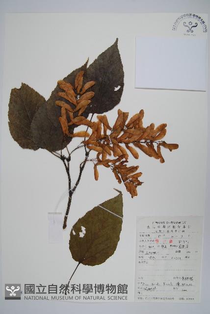 青榨槭藏品圖，第1張