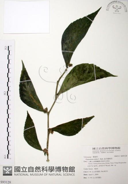 食用樓梯草藏品圖，第1張