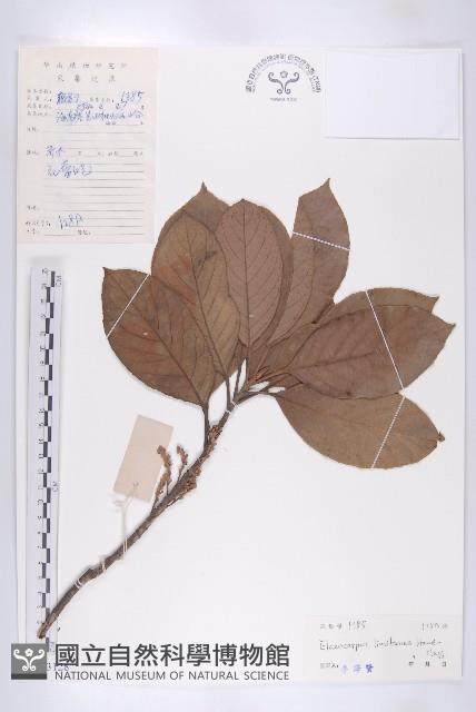 灰毛杜藏品圖，第1張