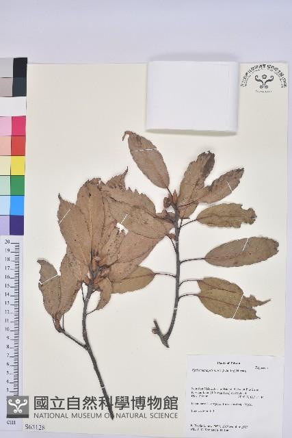 赤柯、赤椆、森氏櫟藏品圖，第1張