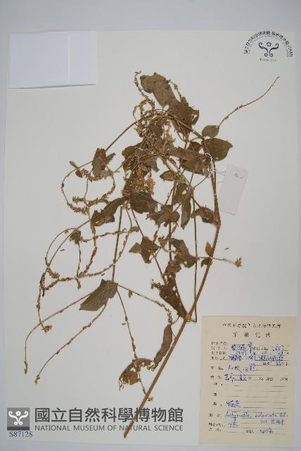 牛膝藏品圖，第1張